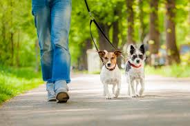 The battalion has two main roles; Besoin De Faire Garder Votre Chien Pendant Les Vacances De Noel Et De Fin D Annees Nos Solutions L Univers Bio Et Naturel Des Chiens Et Des Chats