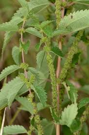 Image result for Barleria boehmii