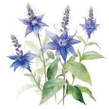 Image result for Boraginaceae