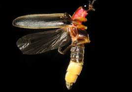 Fireflies Are Our State Bug But Summer Nights Could Lose Those Flashes Pittsburgh Post Gazette
