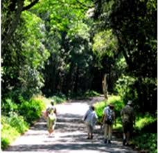 Image result for Lotus namulensis