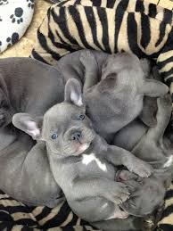 Pin By Jodi Evans On Crazy French Bulldog Lady French Bulldog Puppies Bulldog Puppies Baby Animals