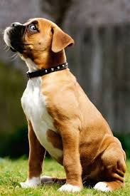 Boxer puppies of one and half months age are for sale.male and female puppies are available. Puppy Cute Wallpaper Boxer Pets Lovers