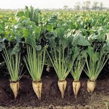 Image result for sugar beet