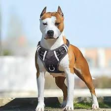 Dog Supplies Panosundaki Pin