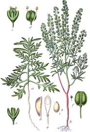Image result for Rhipidoglossum delepierreanum
