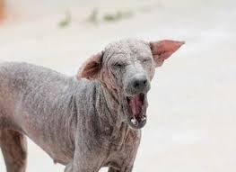 Bệnh Ghẻ DEMODEX. (Bác sĩ Thú y Hoàng Ngọc Báu) Còn gọi là "Ghẻ lường" hay "Ghẻ bao lông" - Có nơi gọi" Xà mâu". Gây ra bởi con cái ghẻ có