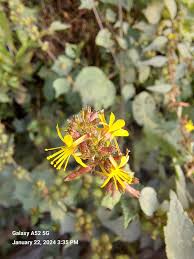 Image result for Triumfetta angolensis