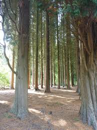 Leyland cypress trees can look very similar to other coniferous trees, but studying its leaves helps to make a positive identification of the correct tree species. Silvifuture