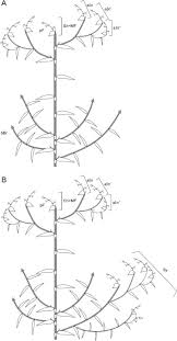 Image result for Coleotrype laurentii