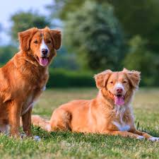 Image result for nova scotia duck tolling retrívr