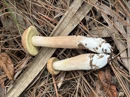 Image result for Boletus projectelloides