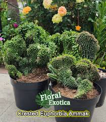 Image result for Euphorbia zambesiana