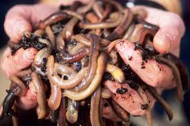 I've seen some people who use clear containers for their worm composting cover their bins with weed guard fabric. Worms Water Fleas And Bacteria Could Bring Clean Water To Remote Areas Horizon The Eu Research Innovation Magazine European Commission