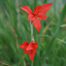 Image result for Gladiolus verdickii