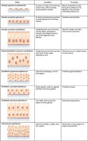 Animal cell tissues and their functions. Epithelium Wikipedia