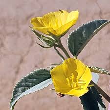 Image result for Vigna oblongifolia