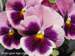 Symbolic Violet Meaning And Flower Meaning On Whats Your Sign Com Shade Plants Flower Meanings Perennial Plants
