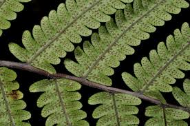 Image result for Pneumatopteris