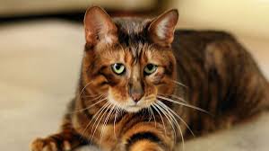 Get a ragdoll, bengal, siamese and more on kijiji, canada's #1 local classifieds. Toyger Price Personality Lifespan