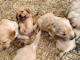 Findlay retrievers specializes in english cream colored golden retrievers. Golden Retriever Puppies Craigslist Near Me Online Shopping