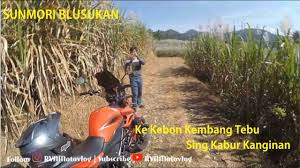 Check spelling or type a new query. Sunmori Kembang Tebu Sing Kabur Kanginan Motovlog 34 Youtube
