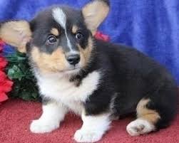 Quality pembroke welch corgis in texas for sale? Pembroke Welsh Corgi Dog Shipping Rates Services