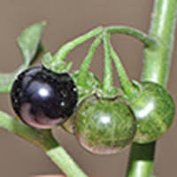 Image result for Solanum grossidentatum