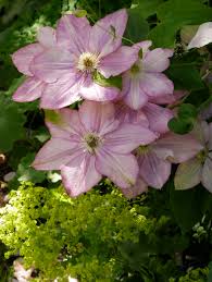 Vezi clematis innocent blush pbr Clematis Innocent Glance Gefullte Bluten In Einer Exquisiten Farbe
