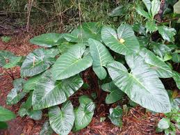 Tall and the leaves are large. Pin On Color