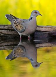 European Turtle Dove Turtle Dove Animals Beautiful Pet Birds