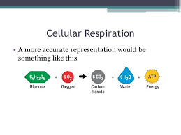 Oxygen and lactic acid b. What Are The Products In The Equation For Cellular Respiration