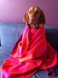 William Wegman Wannabe Vizsla