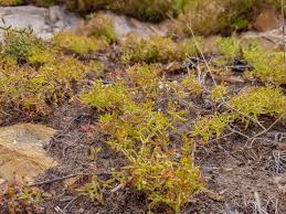 Image result for Crassula expansa