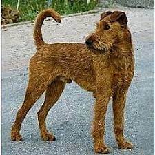 Irish Terrier Hmmm Frankie I Have Always Said I Think He S Part Irish Terrier With The Australian Cattl Irish Terrier Irish Terrier Puppies Terrier Breeds