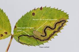 Image result for Stigmella anomalella