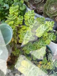 Image result for Plectranthus elegans
