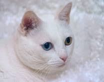 Html code for the color white. The Color White