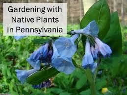 Check spelling or type a new query. Gardening With Native Plants In Pennsylvania Pollinator Garden Native Plants Plants Native Plants