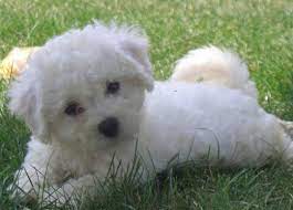 Bichon Puppies How To Care For Bichon Frise Dogs And Have A Bichon Puppy That Is Healthy And Vital Bichon Frise Dogs Bichon Frise Puppy Cute Dogs