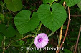 Image result for Stictocardia