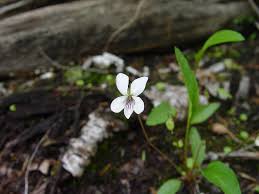 Image result for Landolphia violacea