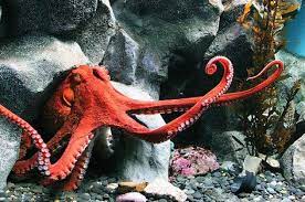 Giant Pacific Octopus Giant Pacific Octopus Lrg Jpg Octopus Species Giant Pacific Octopus Octopus