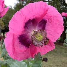 The flower stalks are quite frail and can be damaged. How To Grow Poppies Eco Organic Garden By Ocp
