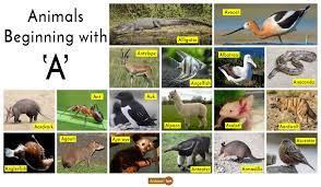 Animals that start with a. Animals That Start With A