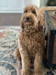 Ginger Snap Labradoodle Breeders Labradoodle Australian Labradoodle