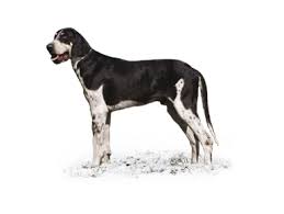 American Black And White Hound Dog French White And Black Hound Dog Breed Description And Characteristics Dog Breeds Hound Dog Breeds Hound Dog