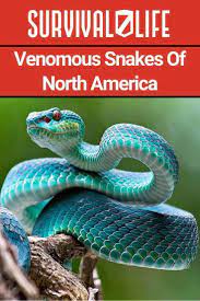 Get Familiar With The Venomous Snakes Of North America So You Know What To Do In An Encounter Or American Horror Story Coven American Horror Story Snake