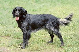 Image result for Velký münsterlandský ohař