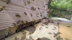 Je 200 m² garten sollten es nur ein bis zwei bienenvölker sein. Bienen Im Kleingarten Halten Das Ist Zu Beachten Mdr De